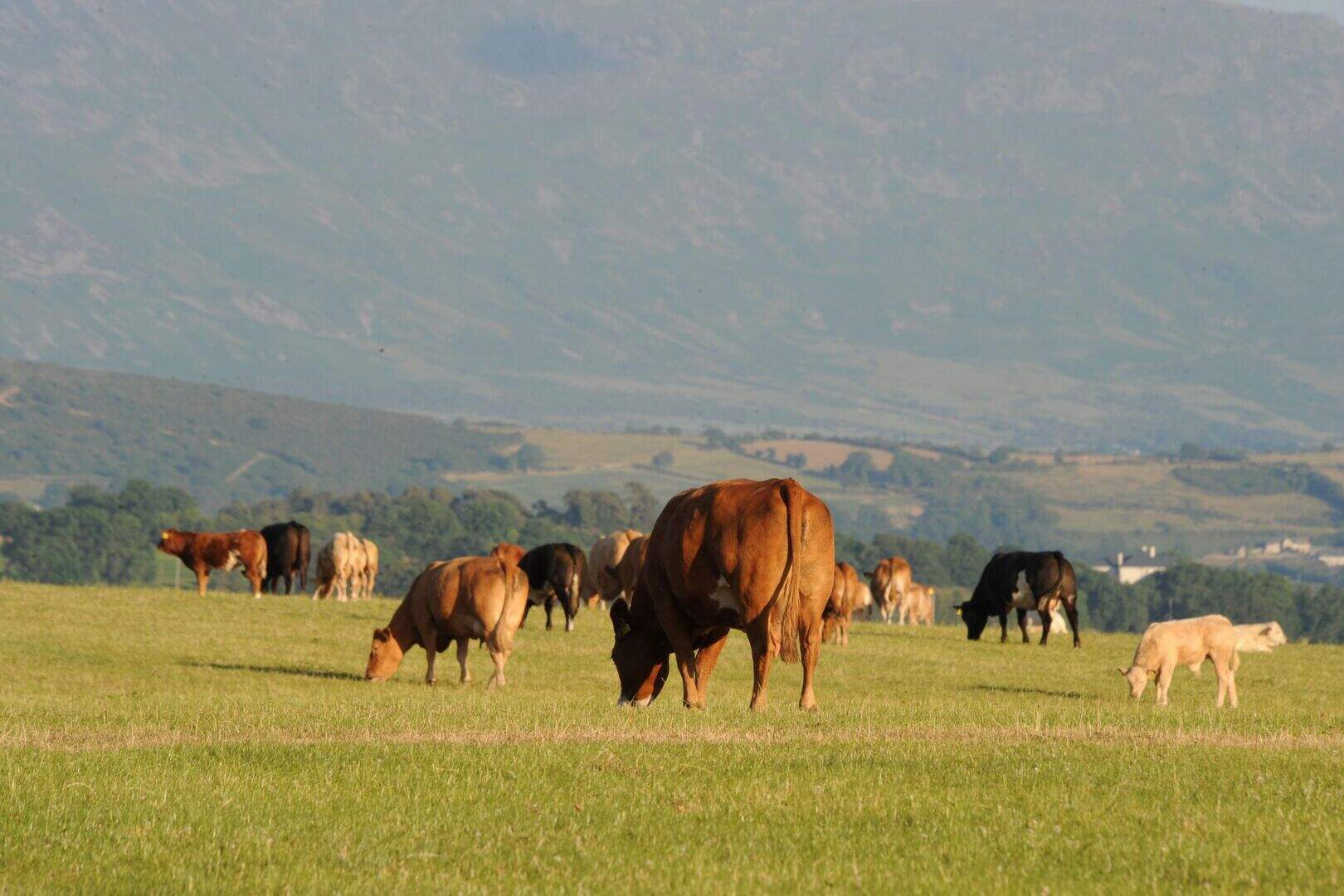Martin O’Sullivan: Why renting land doesn’t make financial sense for ...